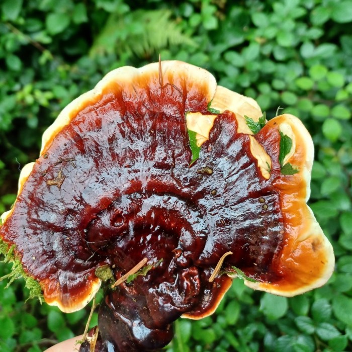 Reishi Mushroom