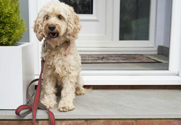 Cavapoo puppies cavoodle puppy cockapoo dogs tan